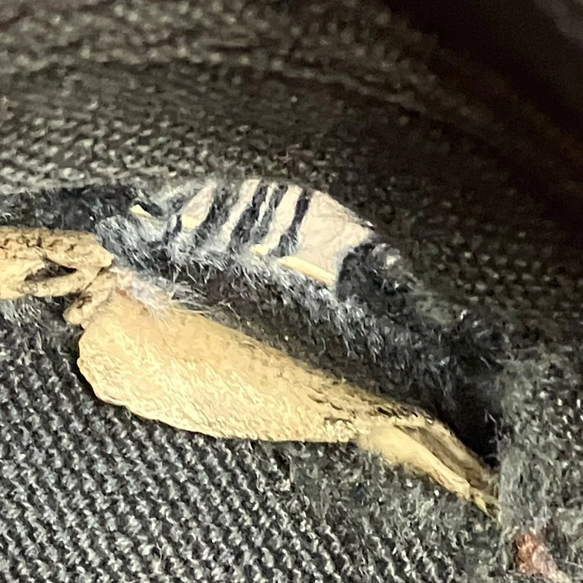 PARIS LOW TOP ヴィンテージ加工スニーカー - Image 10